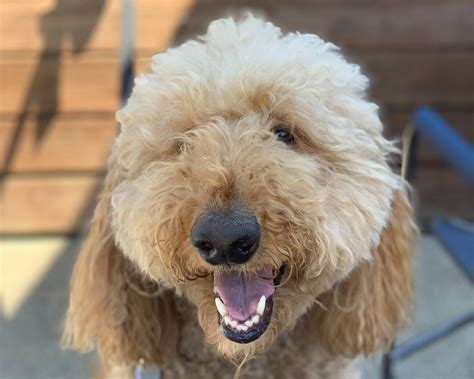 Life Lessons, Courtesy of Leo, The Goldendoodle! — TEAM SKALLY | Top Seattle Area Real Estate Agents