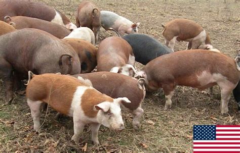 Hereford Pigs: Thriving in High-Quality Meat, Fast Growth Rate, and Large Litter Size – FarmerDB