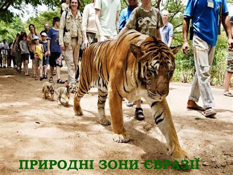 Природні зони Євразії - презентация онлайн