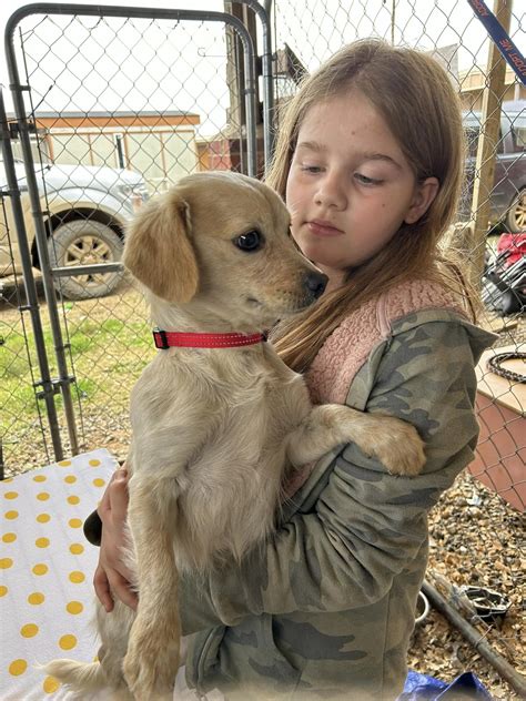 Dog for Adoption - Lea, a Dachshund in White Bear Lake, MN | Alpha Paw