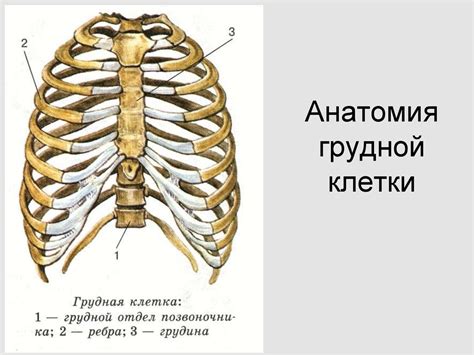 Травма груди - презентация онлайн