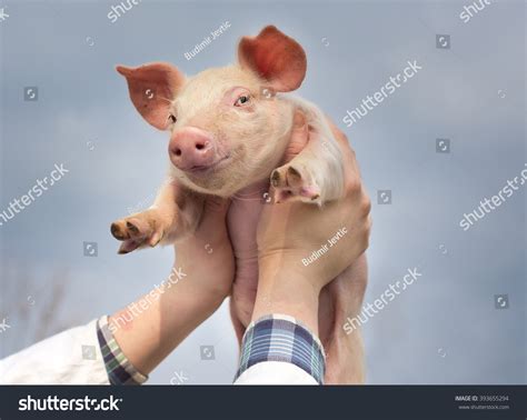 1,710 Pig's face Images, Stock Photos & Vectors | Shutterstock