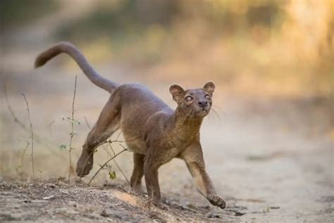 What Are The Predators Of The Fossa? - Worldwide Nature