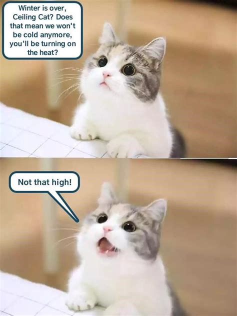Cute Cat Memes Cute Love Memes Funny Cute Cats Cute B - vrogue.co