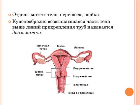 Анатомия женских половых органов (1) - презентация онлайн