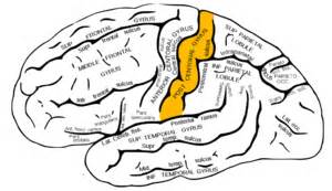 Gyrus postcentralis – AnthroWiki