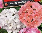 Сорта пеларгонии — список по алфавиту