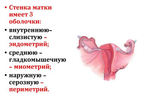 Анатомия и физиология женской половой системы - презентация онлайн