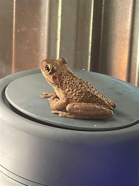 Help identifying these frogs in my yard? : r/frogs