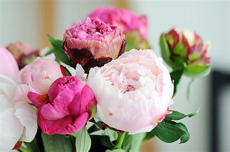 Пионы раскрываются: gerbera1 — LiveJournal