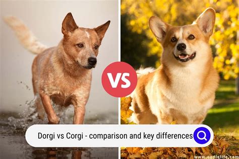 Dorgi Vs Corgi (Comparison And Key Differences) With Photos - OodleLife®