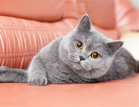 British Shorthair Karakteri - Kedi Blog