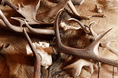 antlers  stock photo public domain pictures
