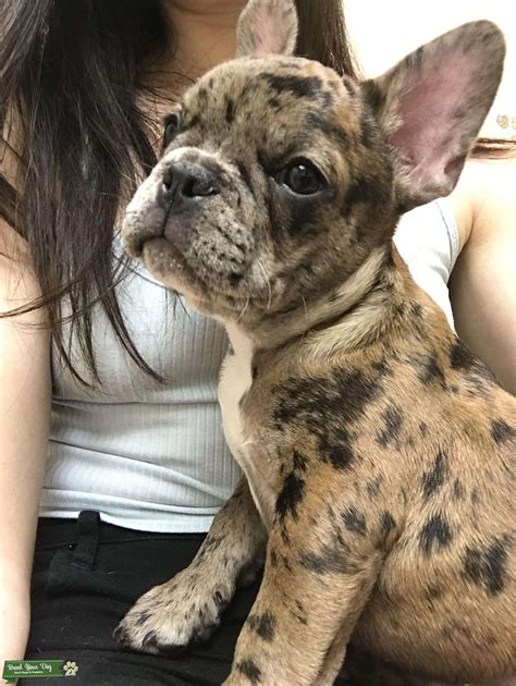 Cocoa In French Bulldog at Isabelle Rivers blog
