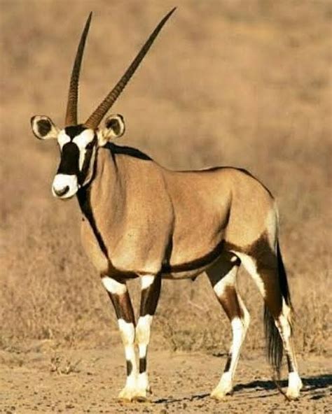 gemsbok antelope   kalahari desert desert antelope oryx gazella