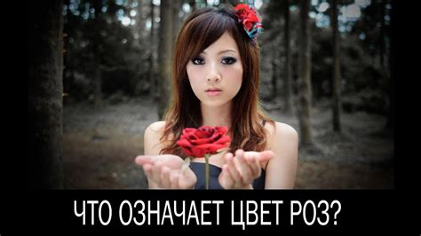 Что означает цвет роз, которые дарят - YouTube