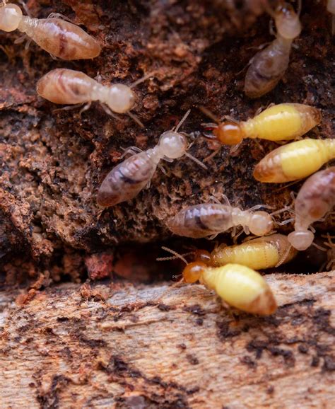 termite control services proficient pest