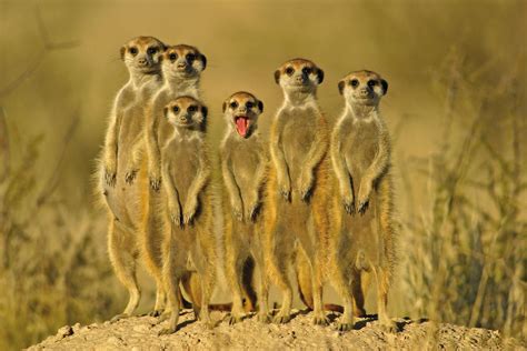 Meerkat | The Biggest Animals Kingdom