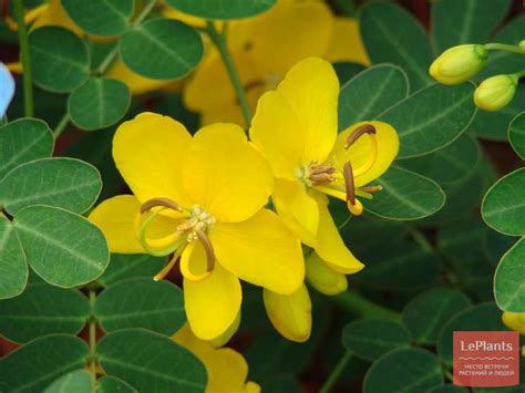 Кассия (Cassia) — описание, выращивание, фото | на LePlants.ru