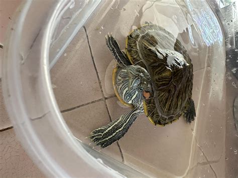 Spot on my turtles chin : r/Redearedsliders