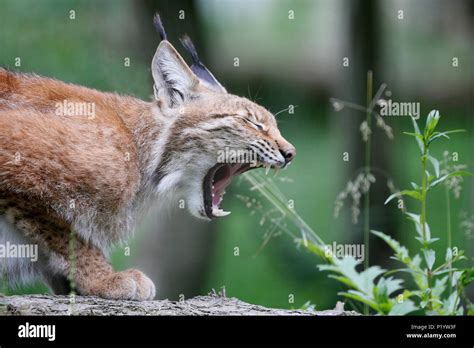 Siberian lynx hi-res stock photography and images - Alamy