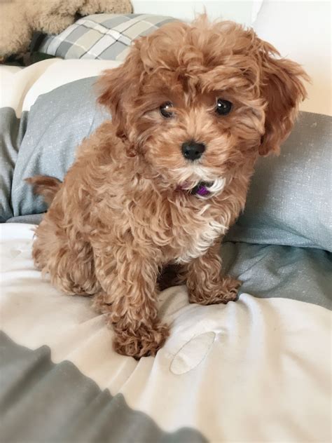 Cavapoo Images | Wall Control