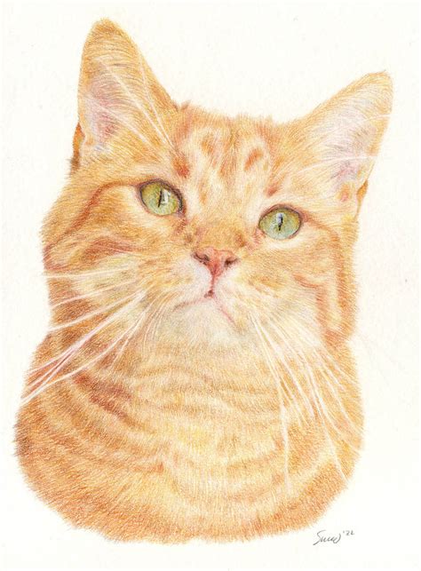 ginger tom  bronco illustration  deviantart