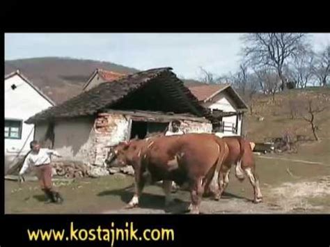 volovi - YouTube