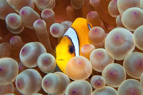 Anemonefish can distinguish between anemone species - Earth.com