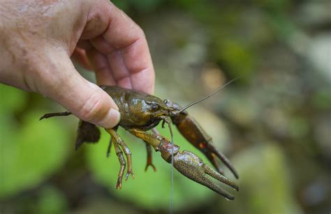 Rare inhabitants in Papradnianka | Trenčín región