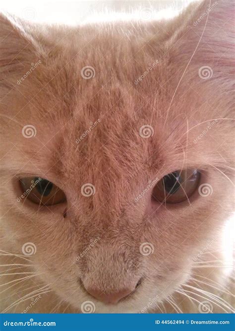 Model Kitty stock photo. Image of model, morning, poses - 44562494