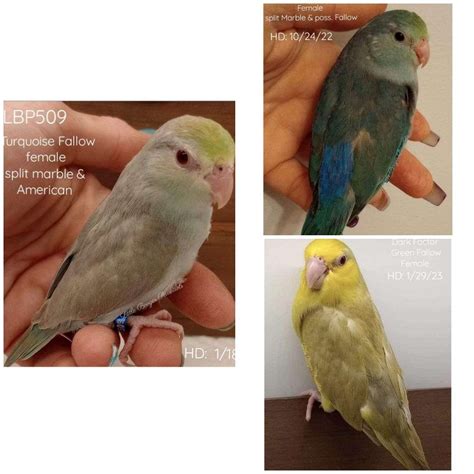 pacific parrotlet breeding pairs singles  babies