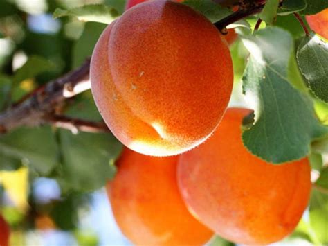 Жердель (Много фото) - treepics.ru