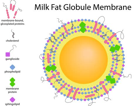 Adding Complex Component of Milk to Infant Formula Confers Long-Term