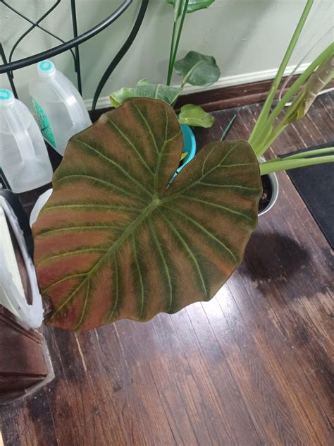 Elephant Ear Care : r/houseplants