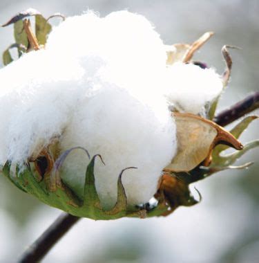 AH.H American Sea Island Cotton-