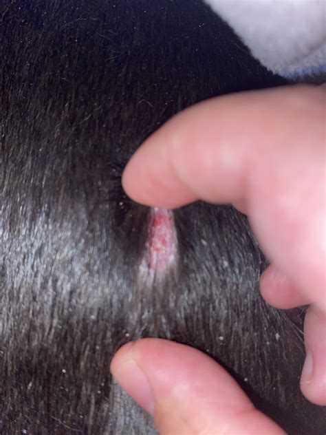 Itchy, dry patches? : r/DogAdvice