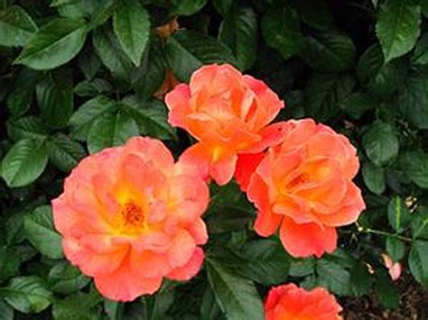 colorburst landscape design