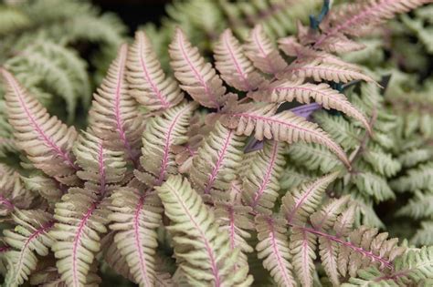 Fern, Japanese Painted - TheTreeFarm.com