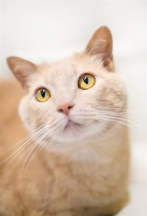 buff domestic shorthair cat  bright yellow eyes stock image