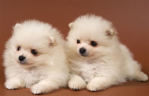 Pomerania - Dogs breeds | Pets