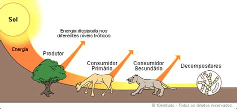 Consumidores Produtores E Decompositores - Meow: Produtores , consumidores e decompositores.