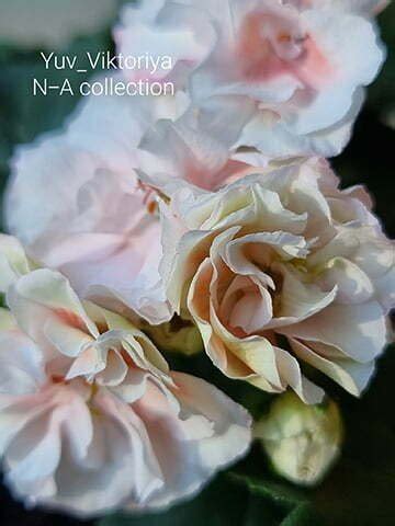 Yuv_Viktoriya pelargonija - N-A pelargonium