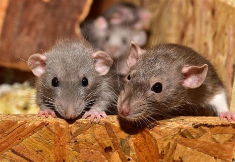 Rats as Pets - FOUR PAWS in Australia - Animal Welfare Charity