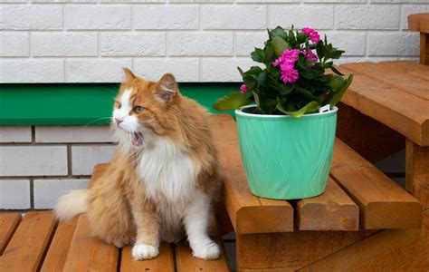 Cat Plant Stock Photos, Images and Backgrounds for Free Download