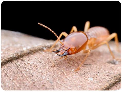 What do Termites Look Like? - How To Identify Termites for Effective ...