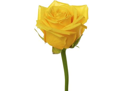 High & Exotic - Rio Roses