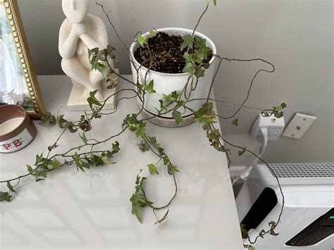 Why is my Ivy Dying all of a sudden? : r/plantclinic
