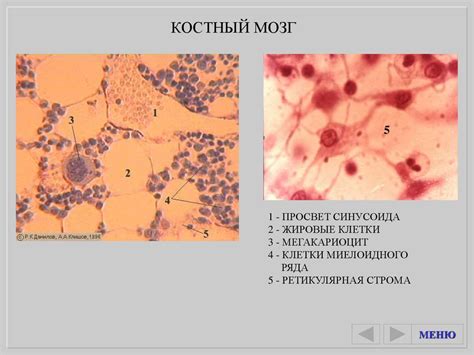 Сосуды. Капилляры - презентация онлайн
