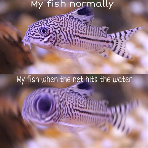 Fish_irl : r/AquariumMemes